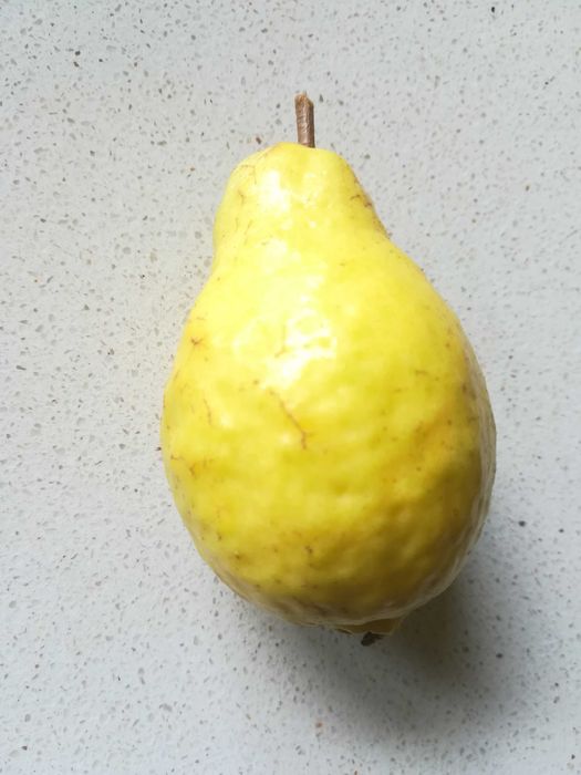 Goiaba Branca - Psidum guajava