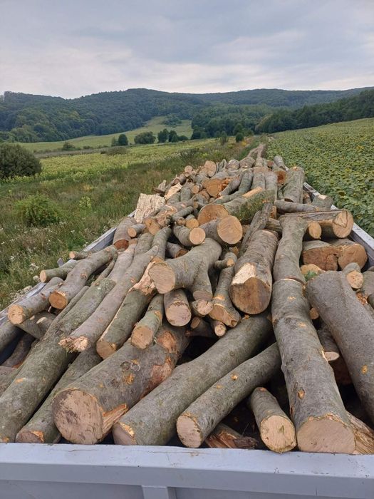 Дрова оптом бук.