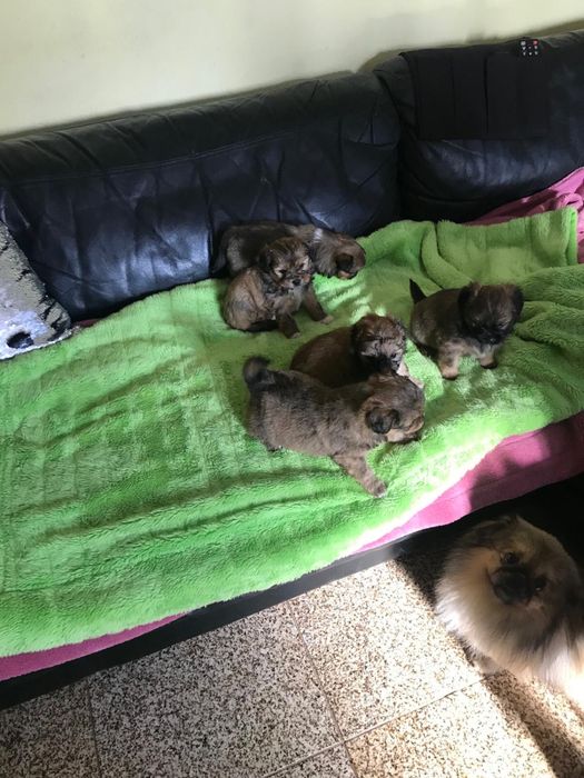 Cadelas de porte pequeno