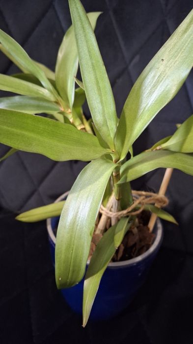 Орхідея Дендробіум Кінга