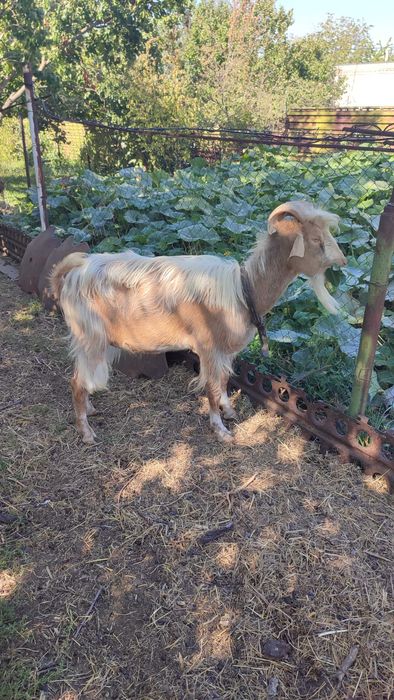 Продам козла зоанеінського