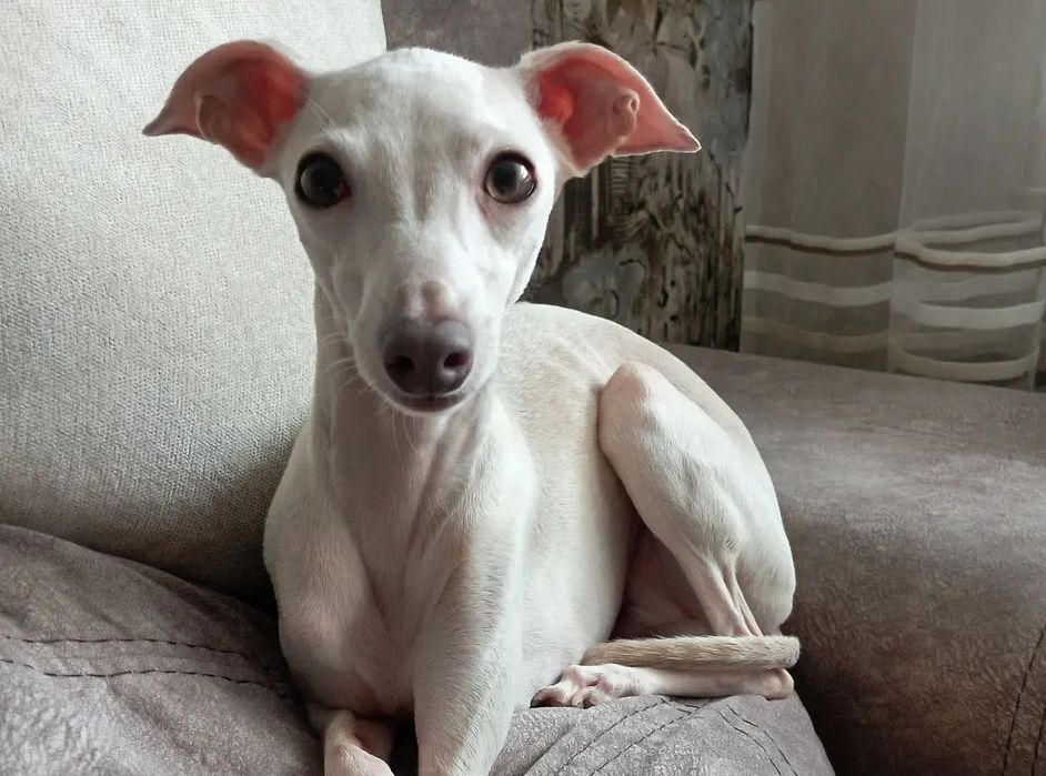 В'язка(Случка) Левреток ( італьянський грейхаунд).Королівська порода