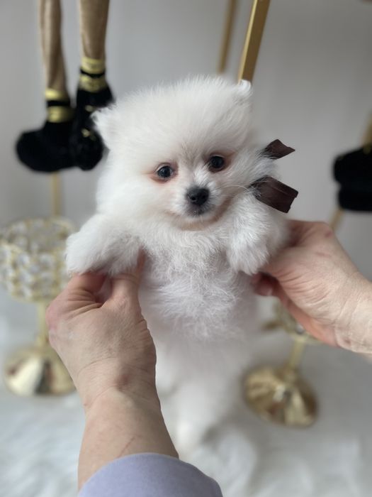 Померанські шпіци — Гарантовано закохаєтесь з першого погляду