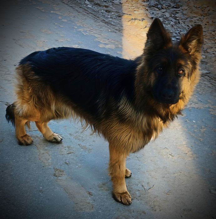 Owczarek niemiecki długowłosy