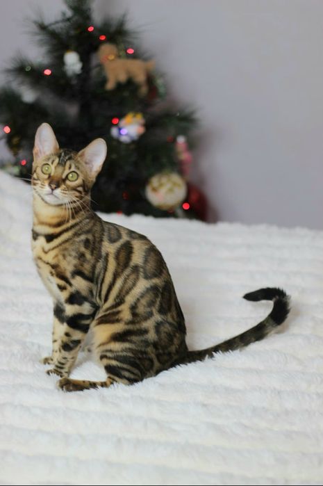 Бенгальська кішечка