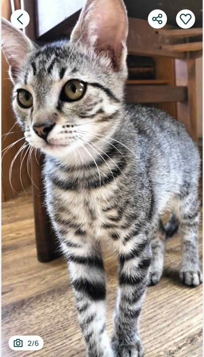 Котик підліток в хороші руки