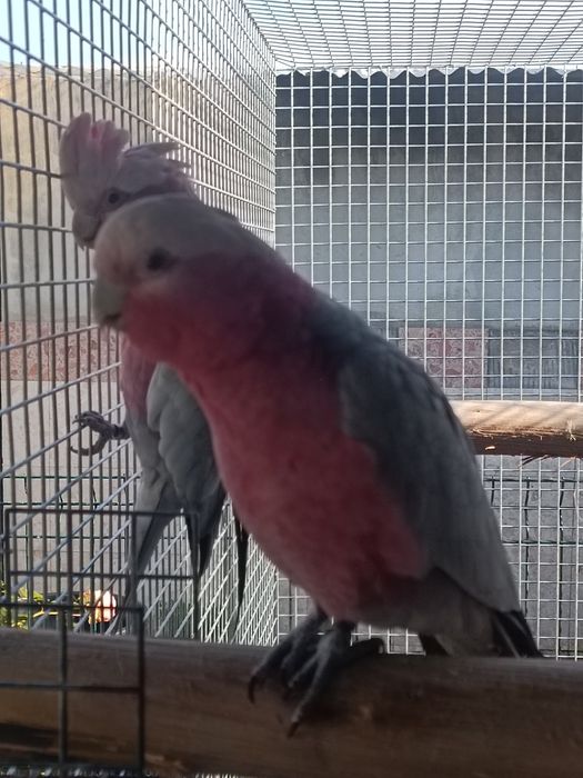 Catatuas galah para criar a mao