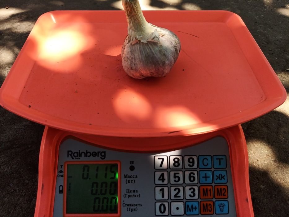 Часник  Карел чеської селекції,порцелянового сортотипу,