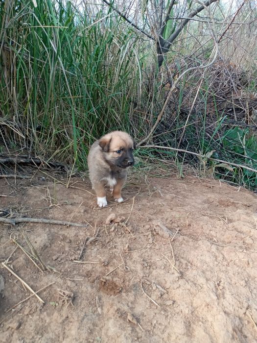 Продам очень красивых щенят