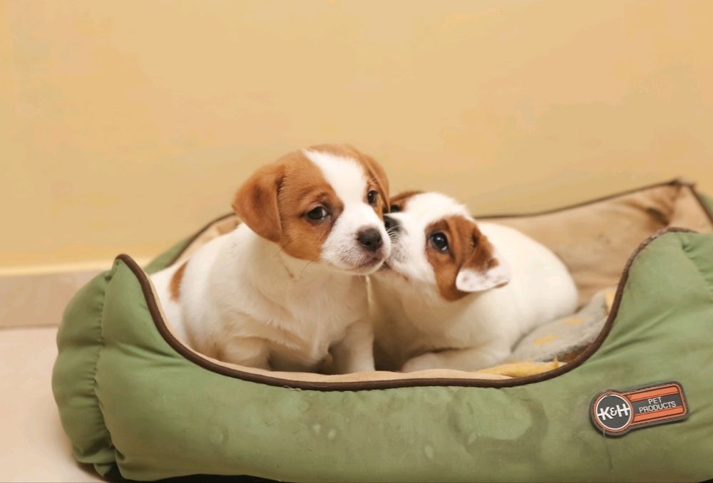 Джек Рассел тер'єр з документами клубу КСУ