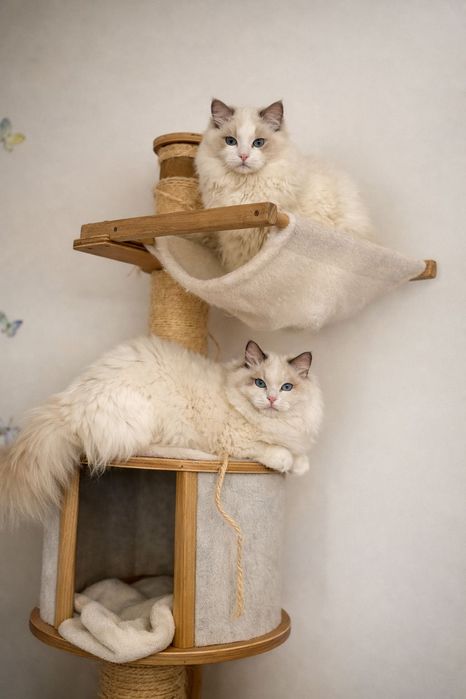 Ragdoll czekoladowy I liliowy