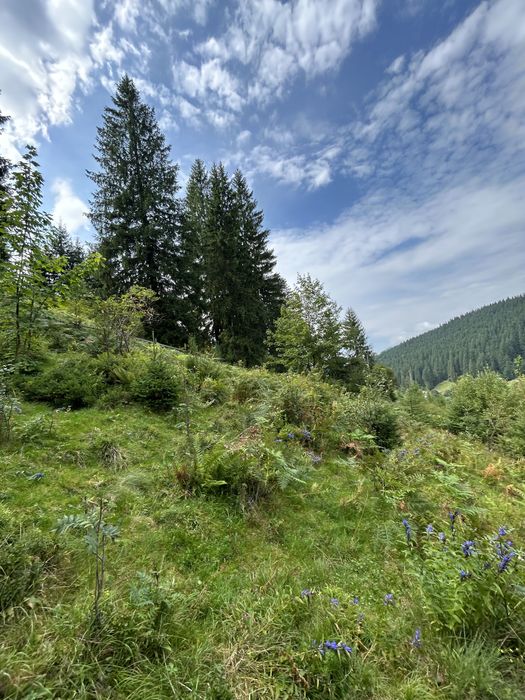 Продається 1.2 гектара з можливістю зміни цільового призначення