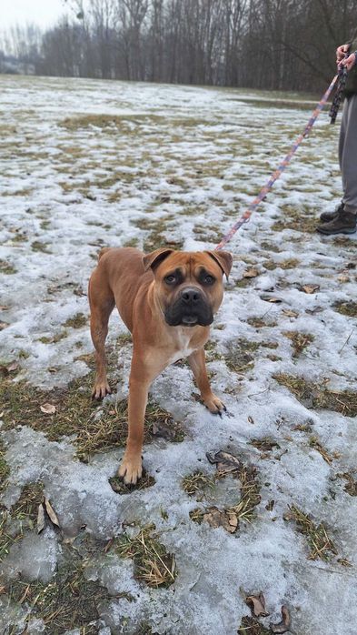 Pies Nr 17/26 DROGO Schronisko Psikot Chorzów