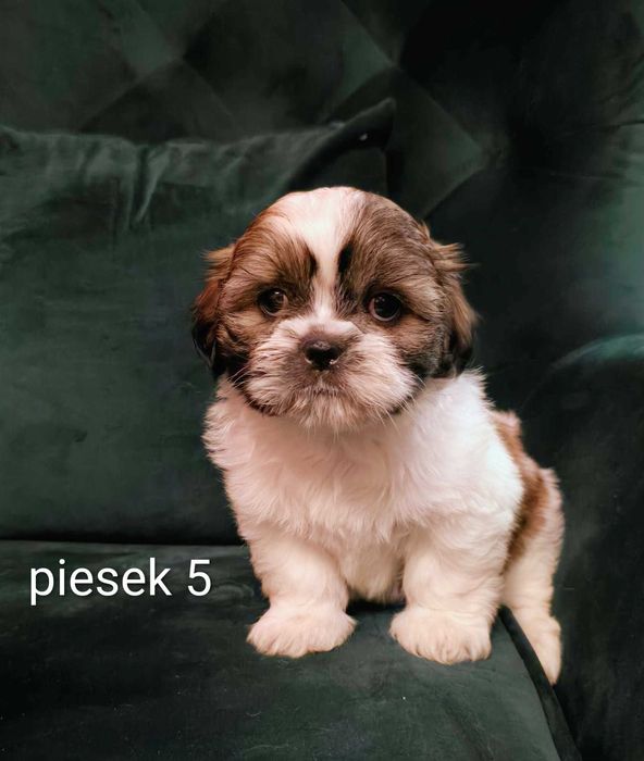 Do Zakochania szczeniaczek Shih Tzu Tricolor