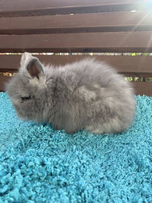 Декоративний кролик ангора. Кролик ангора.