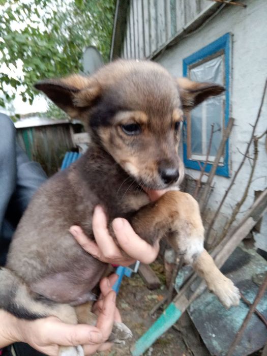 Цуценята в добрі руки безкоштовно