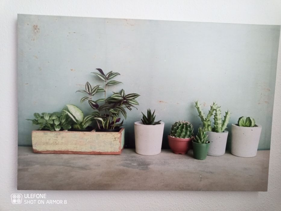 Quadros decorativos