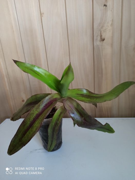 Золотой ус лекарственный