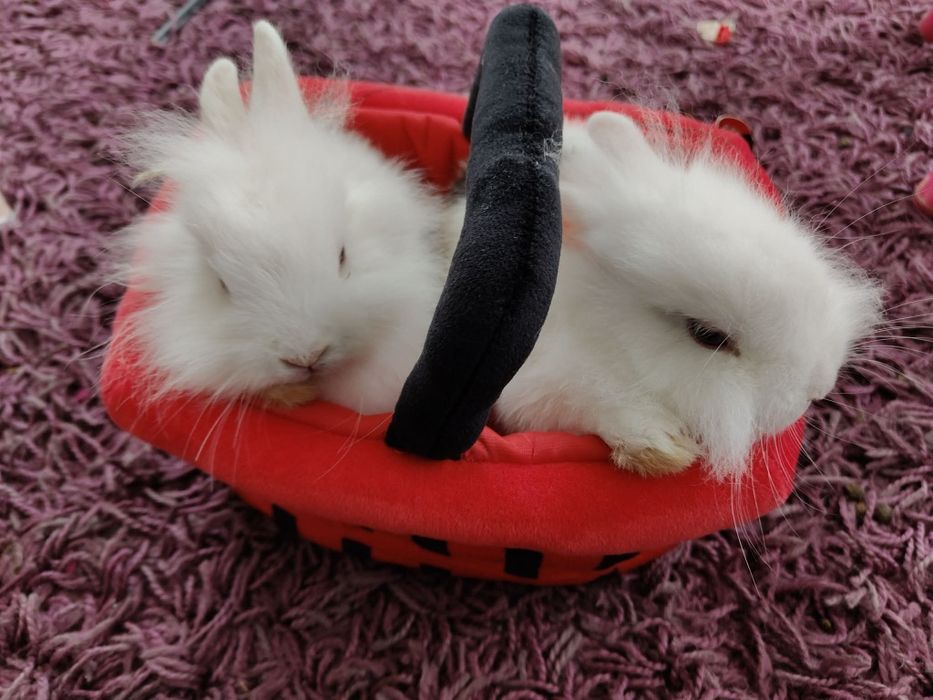 Królik miniaturka karzełek Teddy