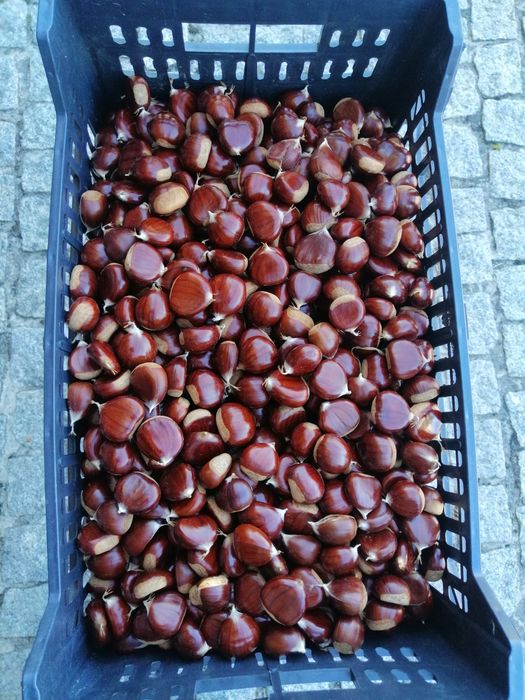 Castanha biológica