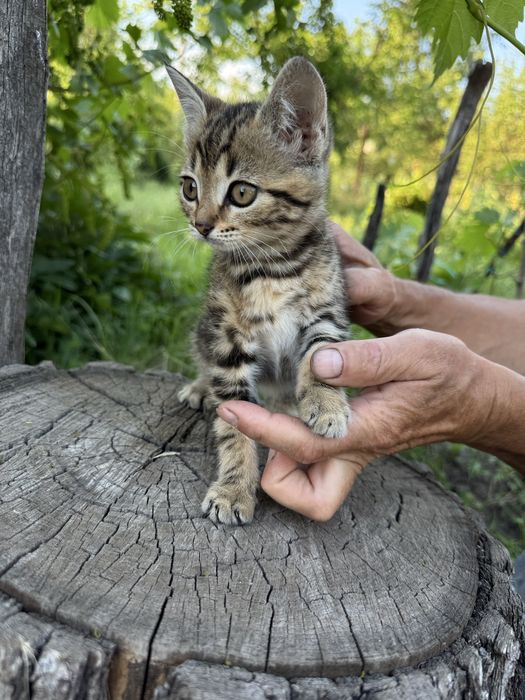 Шотландські помісі кошенята безкоштовно (в добрі руки)