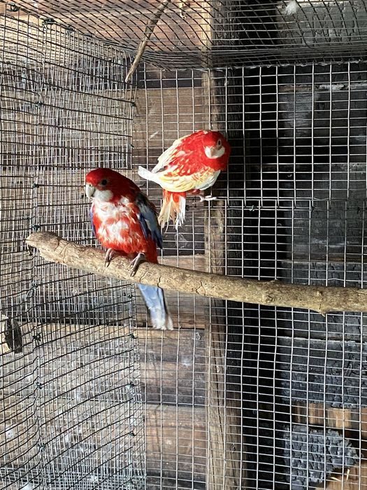 Disponivel todo o meu plantel de aves