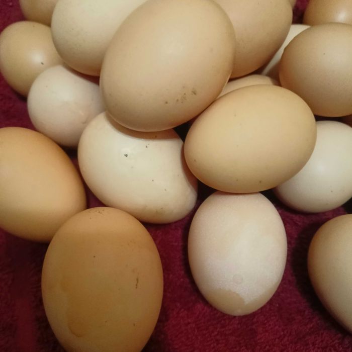 Продам домашні яйця