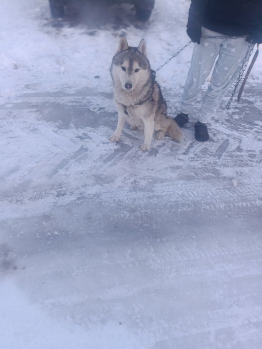 Віддам в добрі руки