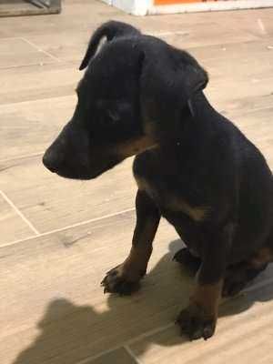 ягтерьєр цуцик ,активний 2.5 міс.чистокровний