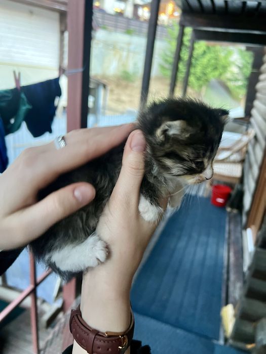 Віддам в дар кошеня