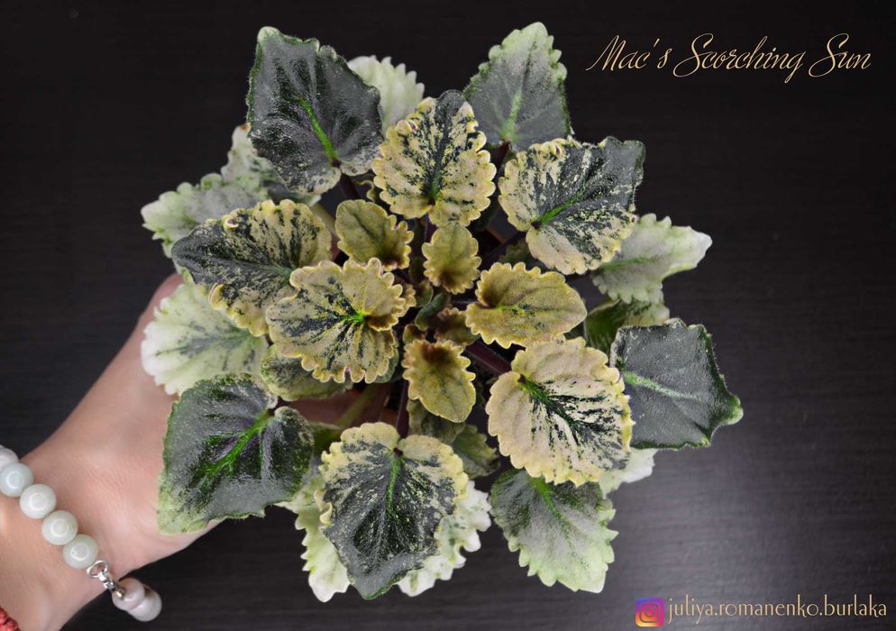 Фиалка полумини Mac's Scorching Sun