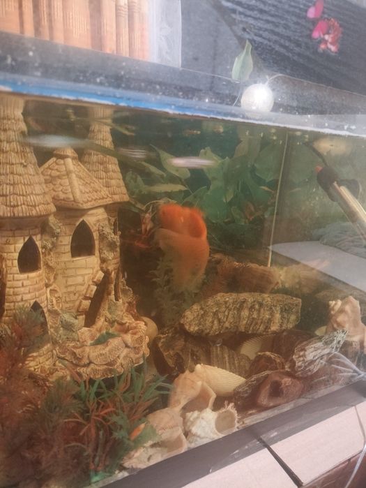 Аквариум в комплекте все кроме освещения