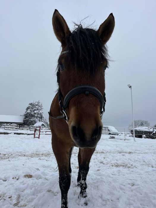 Wspołdzierżawa 6 letniego hucułka