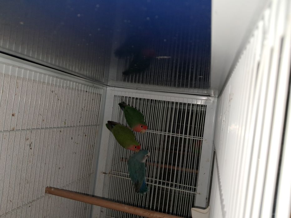 Agapornis roseicollis