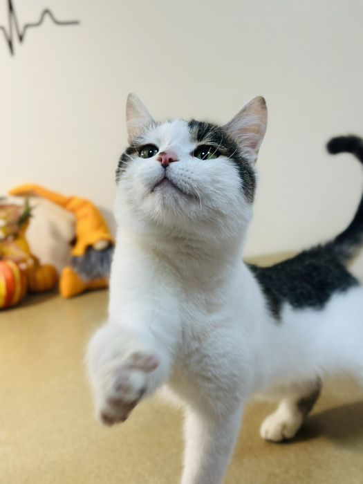 Котик 7 месяцев бесплатно