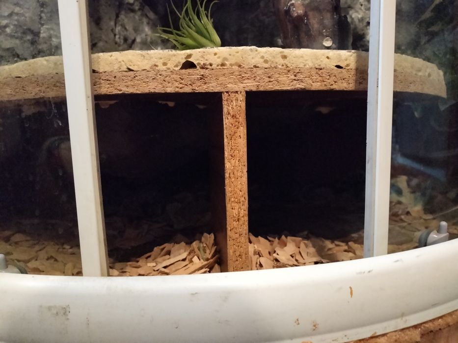 Sprzedam duże terrarium narożne