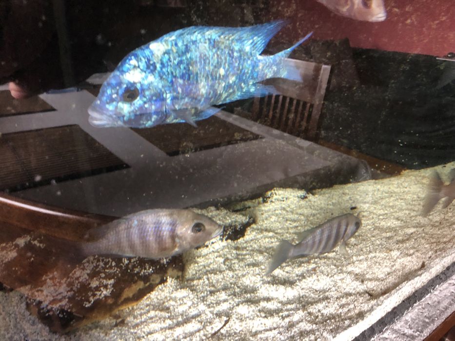 Placidochromis phenochilus Tanzania - Pyszczak Malawi