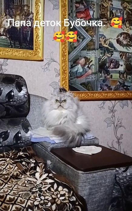 Дівчинка кошеня кольорова