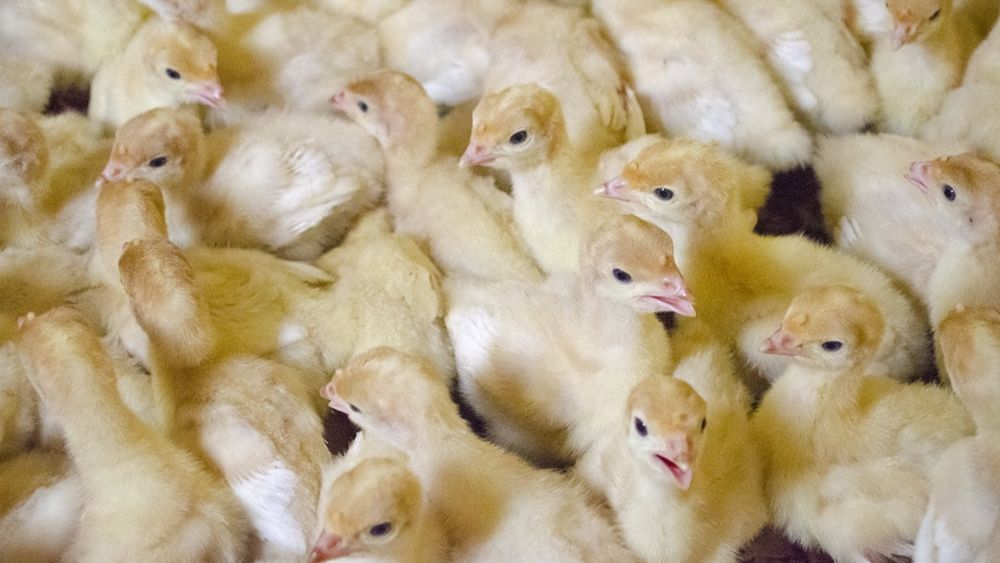 Kurczaki zielononozki pisklęta koguty brojlery nioski gesi kaczki indy