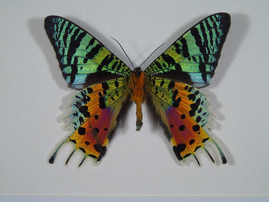 Motyl w ramce 22x17cm . Urania ripheus - madagaskar .