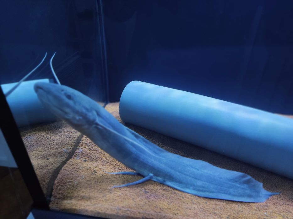 Protopterus ( Peixe Pulmonar) 50 cm