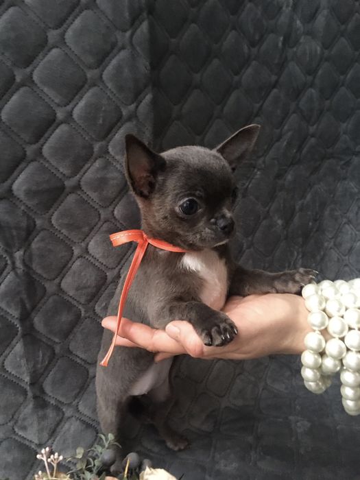 Чіхуа гарні гени