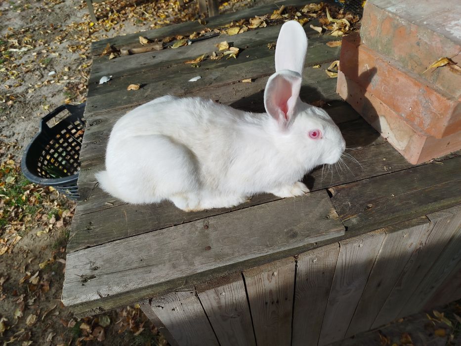 Króliki Termondzkie białe