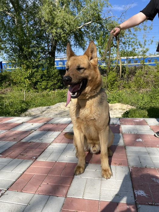 Німецька вівчарка