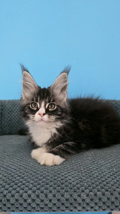 Pirat Liluvit, мальчик Мейн кун