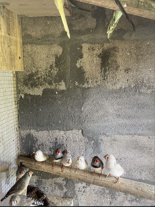 Periquitos e mandarins