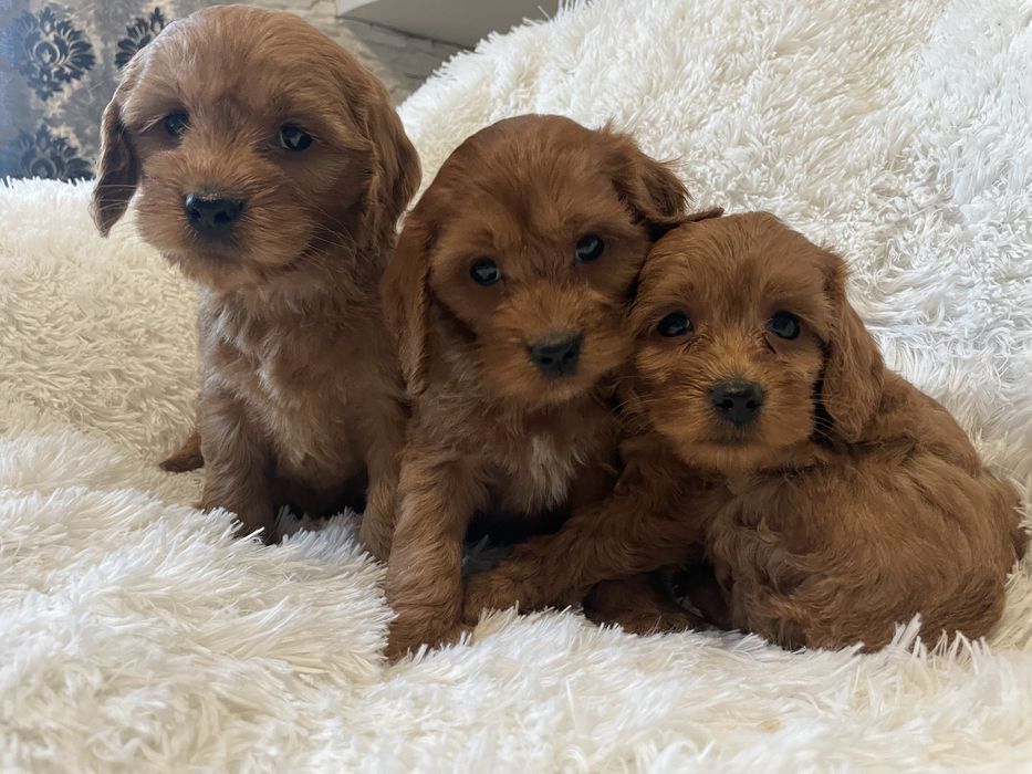 Cockapoo chlopiec