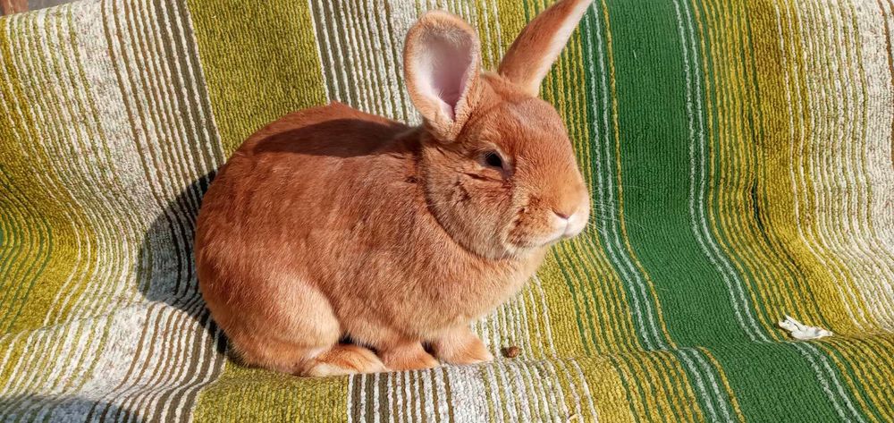 Продам племенных королей разных пород от 200грн/мес