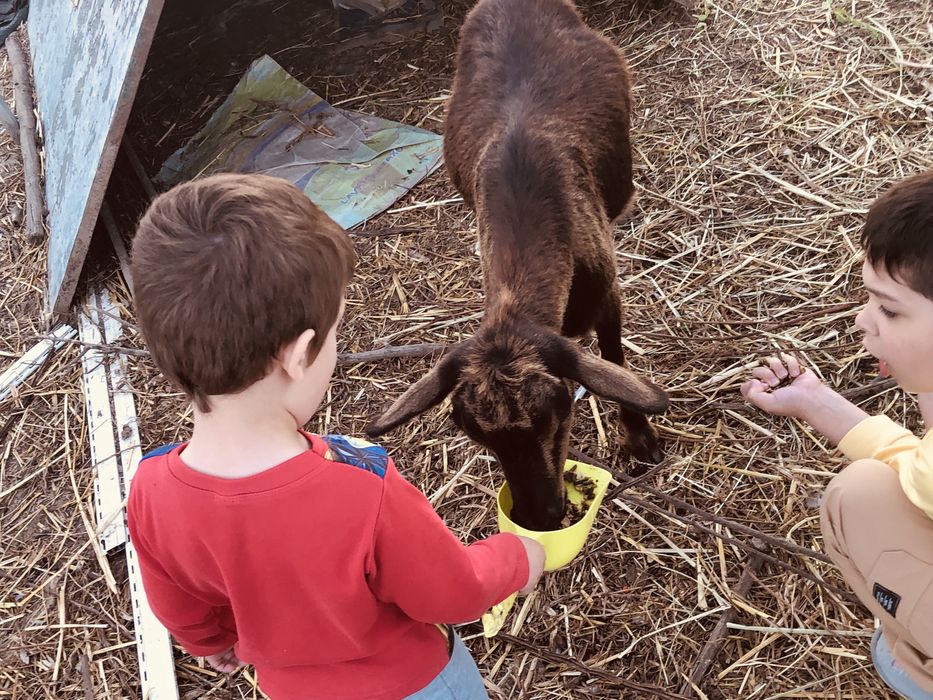 Cabras anãs muito doceis