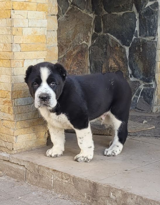 Цуценята алабай САВ